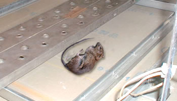 駆除された天井裏のネズミ